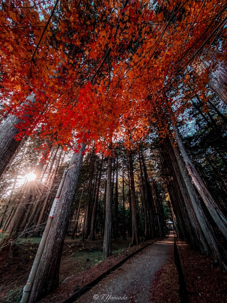 [相片1]一棵300年树龄的柏树高耸立在通道两侧，其后是一座六角形的大厅。 秋天，它在入口前被枫树染成颜色。小高观音， Komono-cho， 三重县