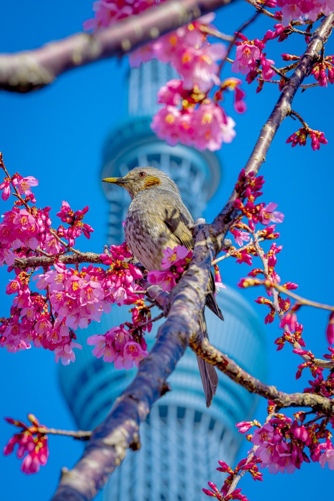 [相片1]*請點擊查看照片。碰巧一隻鳥飛了進來，它與天空之樹完美匹配，天空樹也是日本的象徵。