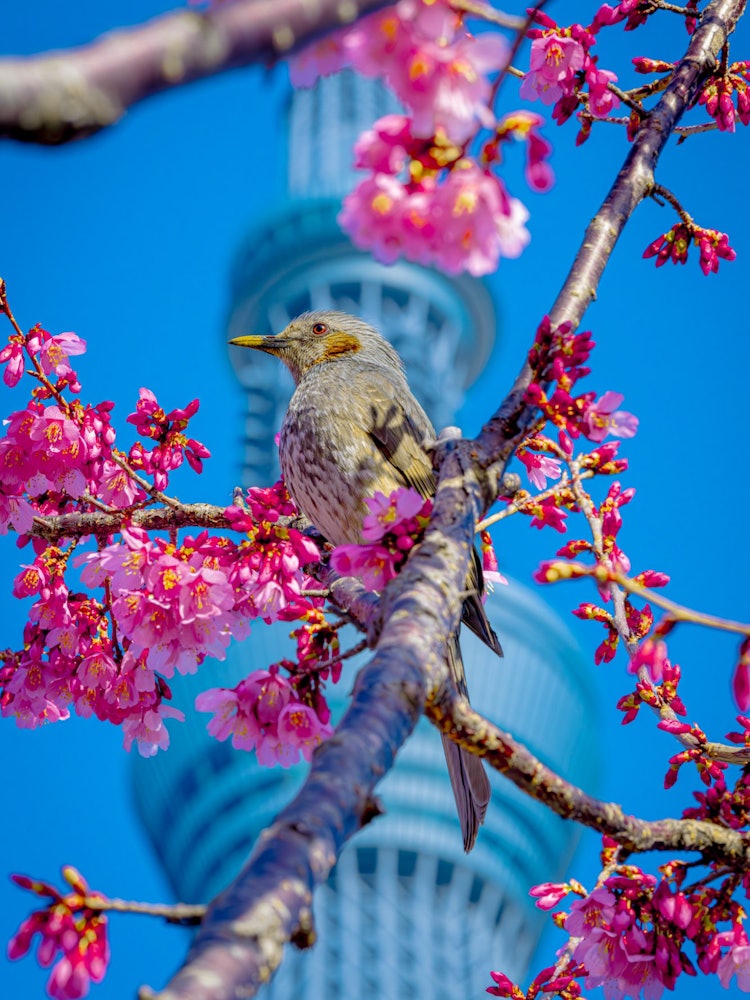 [相片1]*请点击查看照片。碰巧一只鸟飞了进来，它与天空之树完美匹配，天空树也是日本的象征。