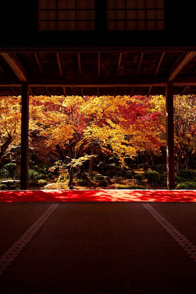 [相片1]秋天的树叶被日出照亮这是京都府的“恩科寺”它也以其可爱的warabe地藏菩萨而闻名，但在红叶季节，花园也非常闪耀 🍁那是在雨后，所以😆很高兴看到雨水倒映在秋天的树叶上地点：京都恩科寺