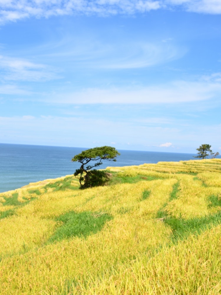[画像1]📍石川県/白米千枚田世界農業遺産「能登の里山里海」の代表的な棚田として注目を浴びています。絶景ですよ✨