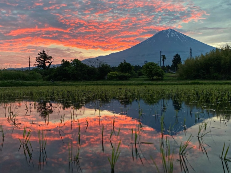 [相片1]這是😍富士宮附近鄉村水稻種植季節的日出。
