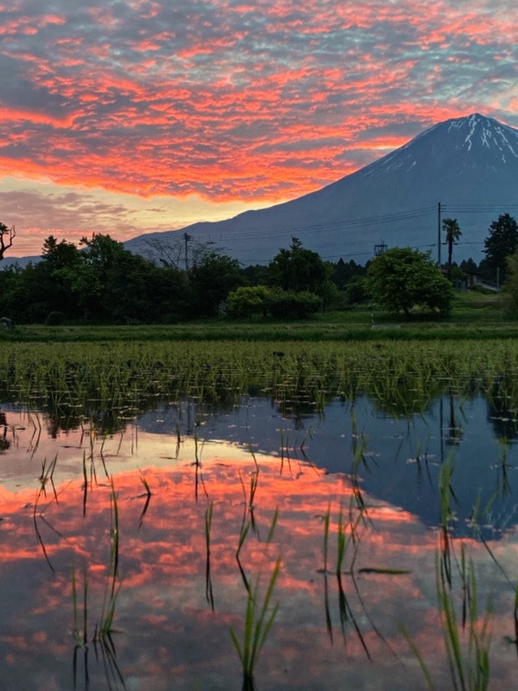 [画像1]富士宮近所田園の田植え時期の朝焼けです😍