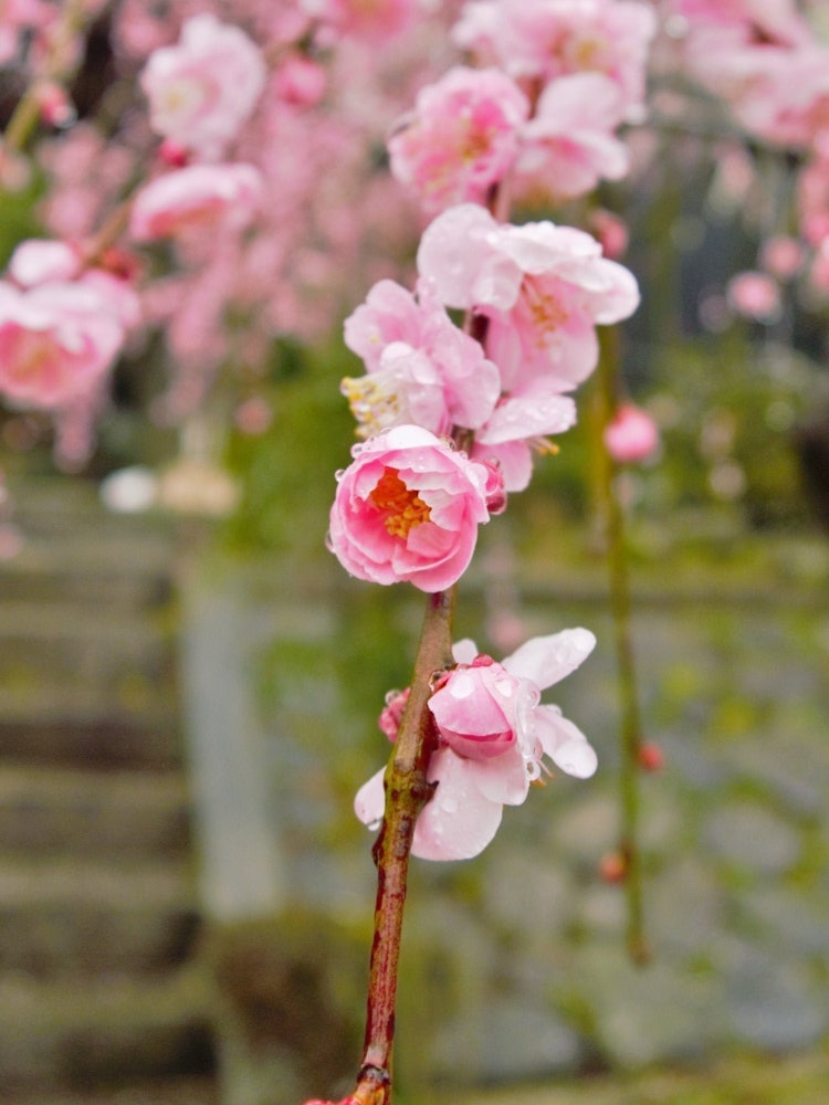 [이미지1]비가 내린 후 해가 살짝 떠서 카메라에 담았습니다.위치: 미에현 가와치 캐년처진 벚나무가 될 것입니다.일본 각지의 벚꽃은 좋은 표정을 보여줍니다.이곳은 휴식을 취하기에 가장 좋은 