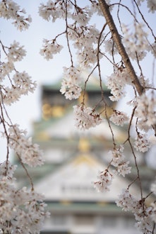 [相片1]大阪城的樱花