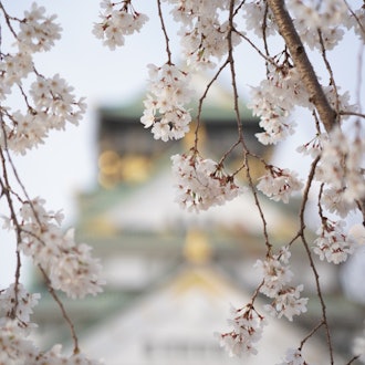 [Image1]Cherry blossoms at Osaka Castle