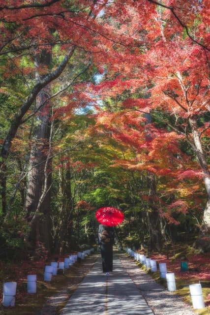 [画像1]秋の「円通院」で撮影してきました。円通院は宮城県松島町(日本三景･松島)の瑞巌寺に隣接した臨済宗妙心寺派の寺院で、国の重要文化財にも指定されています。ここは紅葉だけじゃなく四季折々の景色も楽しむことが