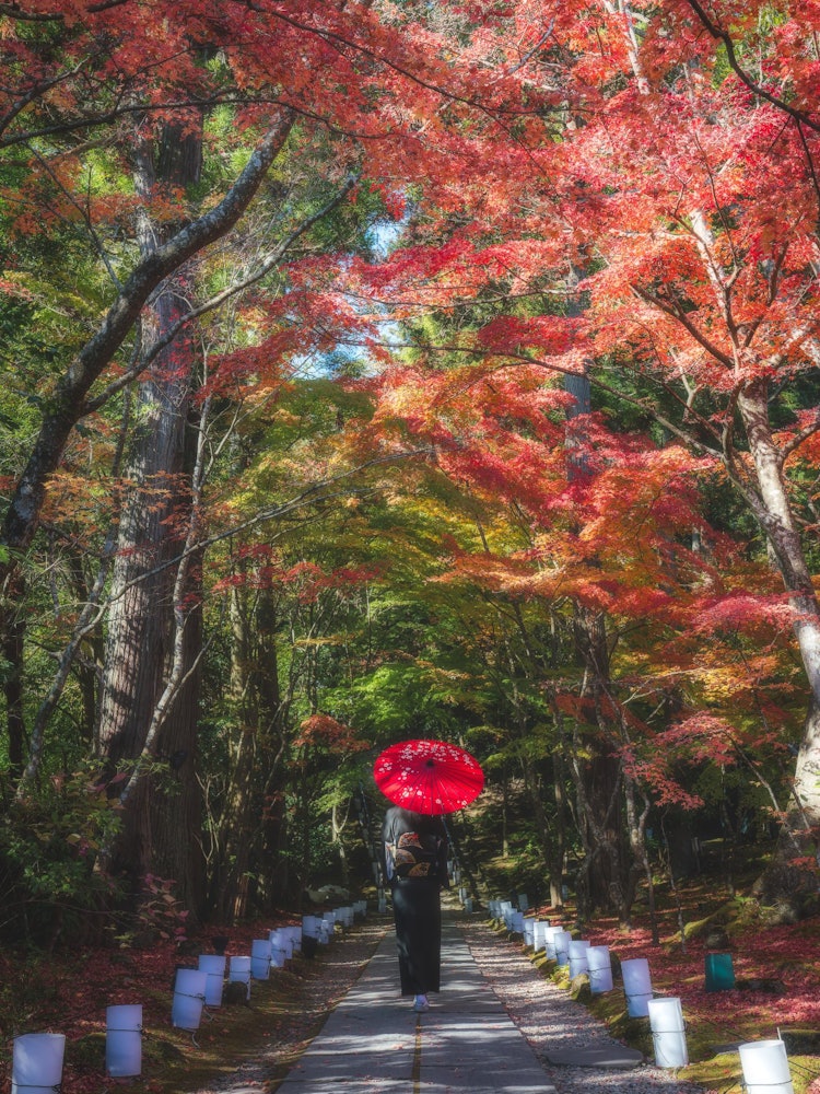 [相片1]秋天我在“Entsuin”拍了一張照片。圓津院是宮城縣松島町瑞和寺附近的妙心寺臨濟宗的寺廟（松島，日本三景），也被指定為日本重要文化財產。在這裏不僅可以欣賞紅葉，還可以欣賞四季的風景，而且在這個季節還