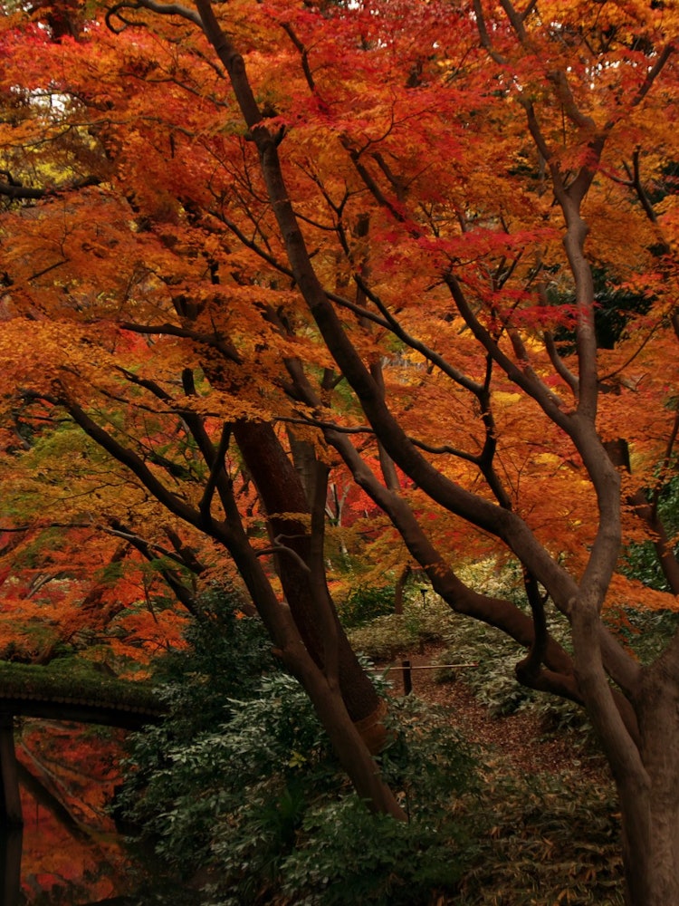[相片1]六義園的秋天~在紅葉中~