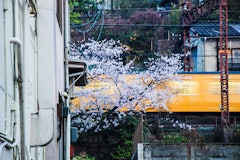 [画像2]広島県尾道市の桜です古い街並みに桜がマッチします日本の春は桜で始まります桜が散ればもう夏が近づいてきます「#春」「#フォトコンテスト」