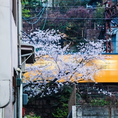 [이미지2]히로시마현 오노미치시의 벚꽃입니다벚꽃은 오래된 도시 풍경과 잘 어울립니다.벚꽃과 함께 시작되는 일본의 봄벚꽃이 지면 벌써 여름이 다가오고 있습니다