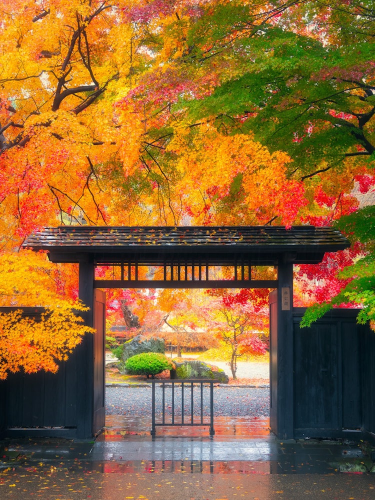 [相片1]秋田縣的角館武士住宅染成所有秋色，是美麗的傑作。