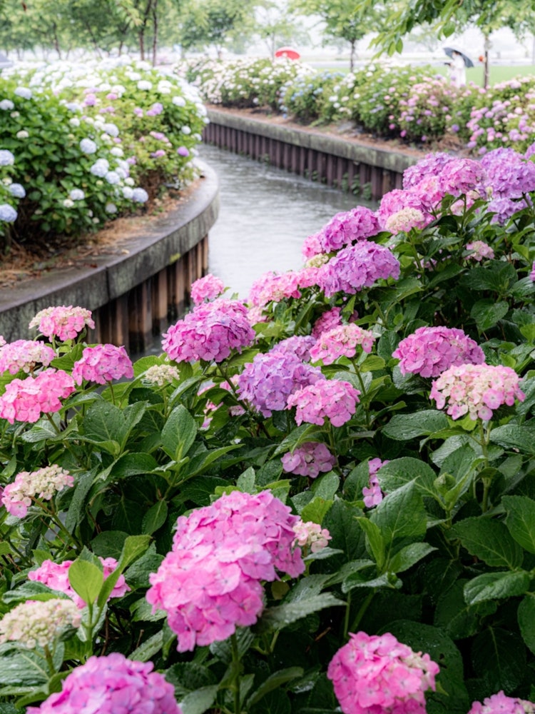 [Image1]In Shiga Prefecture, I went to see hydrangea on a rainy day!This year, the best time to see it is lo