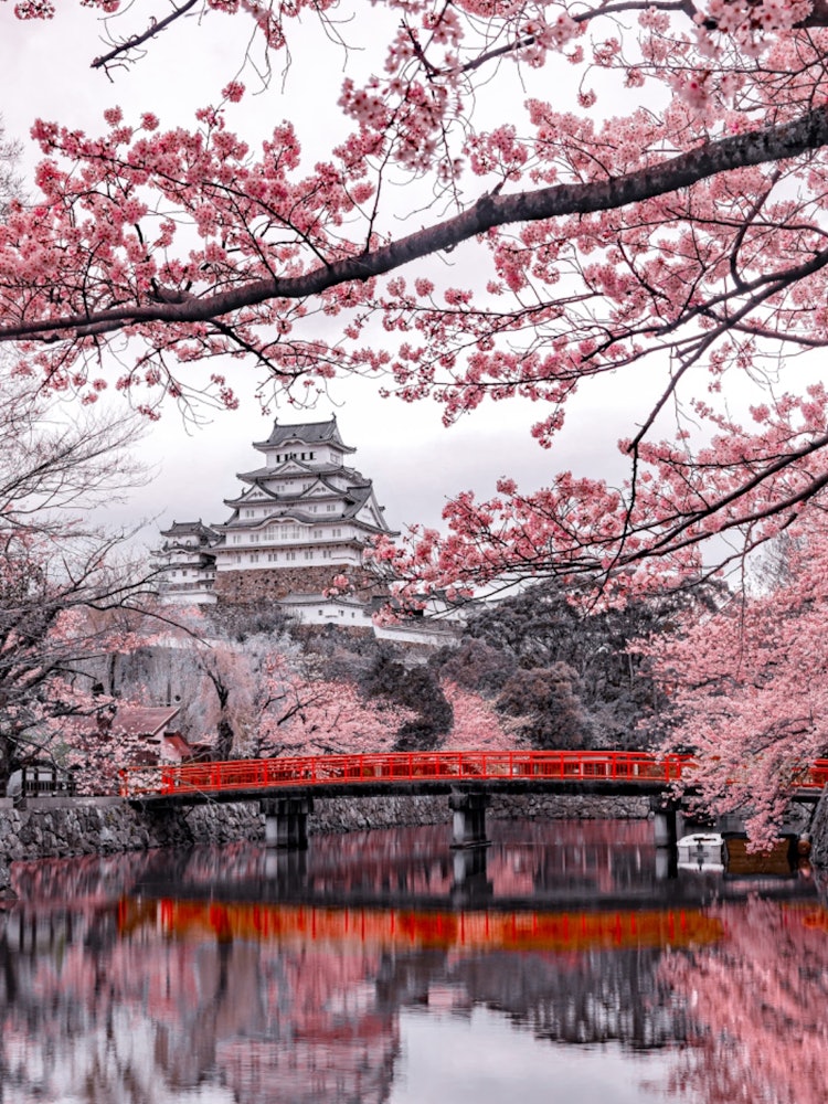 [Image1]Himeji Castle in SpringAbout 1,000 cherry trees are a masterpiece