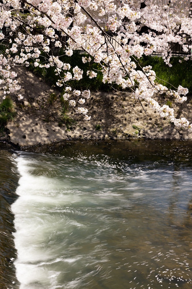 [相片1]這是五條河上的一排櫻花樹，是100個最佳櫻花景點之一。 在河流中旋轉的櫻花花瓣也很美。