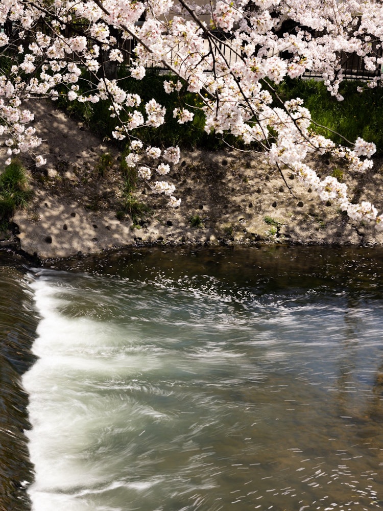 [Image1]It is a row of cherry blossom trees on the Gojo River, one of the 100 best cherry blossom spots. The