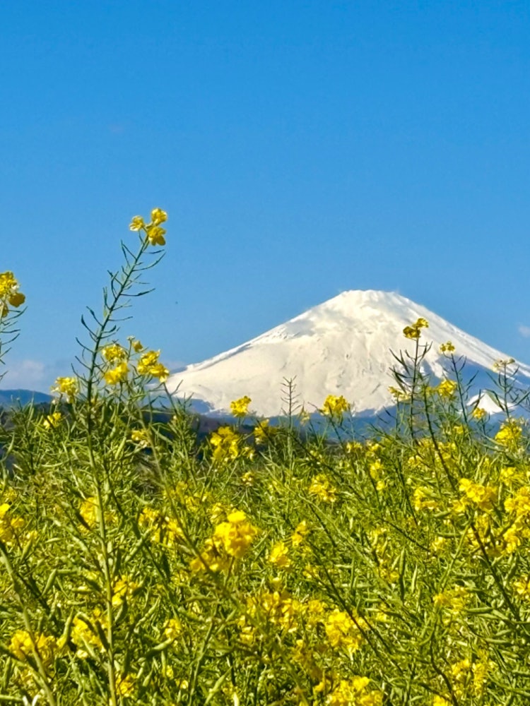 [画像1]久しぶりの小春日和。 湘南の西の外れにある吾妻山に登ってみた。 空気は澄み渡り富士山が美しく見渡せた。 日本の春がやってきた。