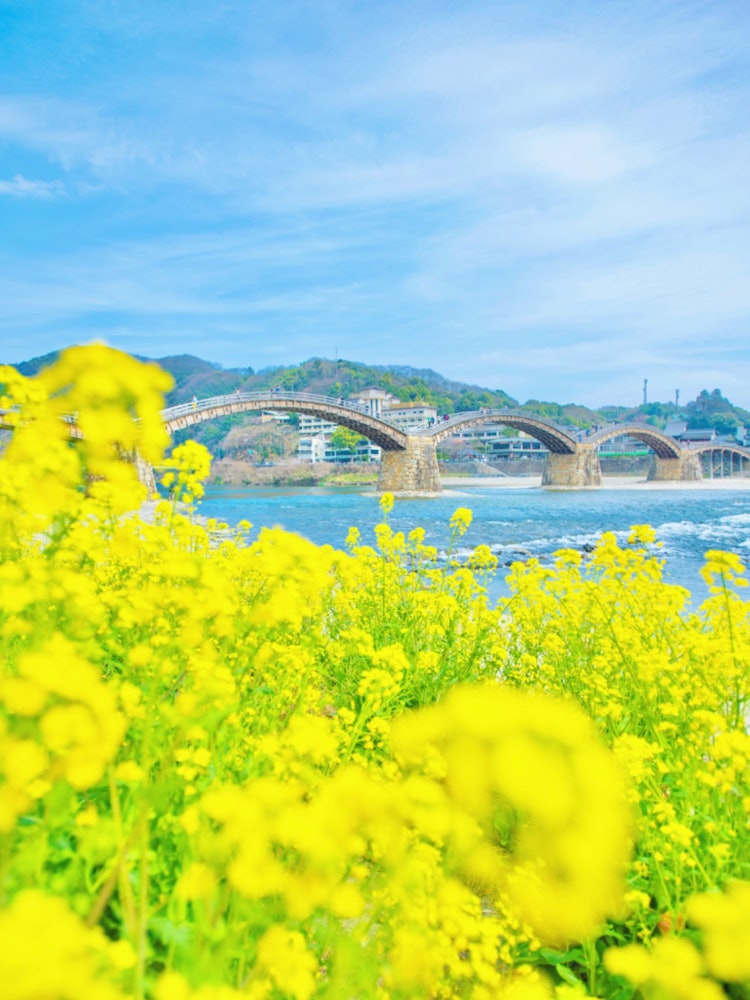 [이미지1]Kintai Bridge, 이와쿠니, 야마구치(야마구치 현의 추천 명소)#긴타이 대교 👈 @iwakuni_travel 유채 꽃밭과 긴타이 대교가 있는 야마구치현에 인접한 이와쿠니시