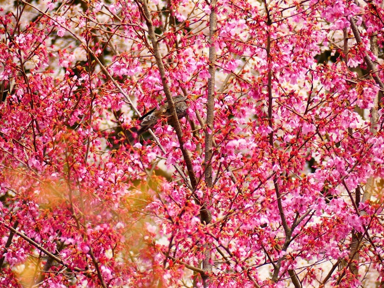 [相片1]《春日浪漫》当猩红色的樱花和染井吉野重叠并竞争时，白头鹎正在匆匆忙忙地飞来飞去。摄于能登中岛的大觉寺。