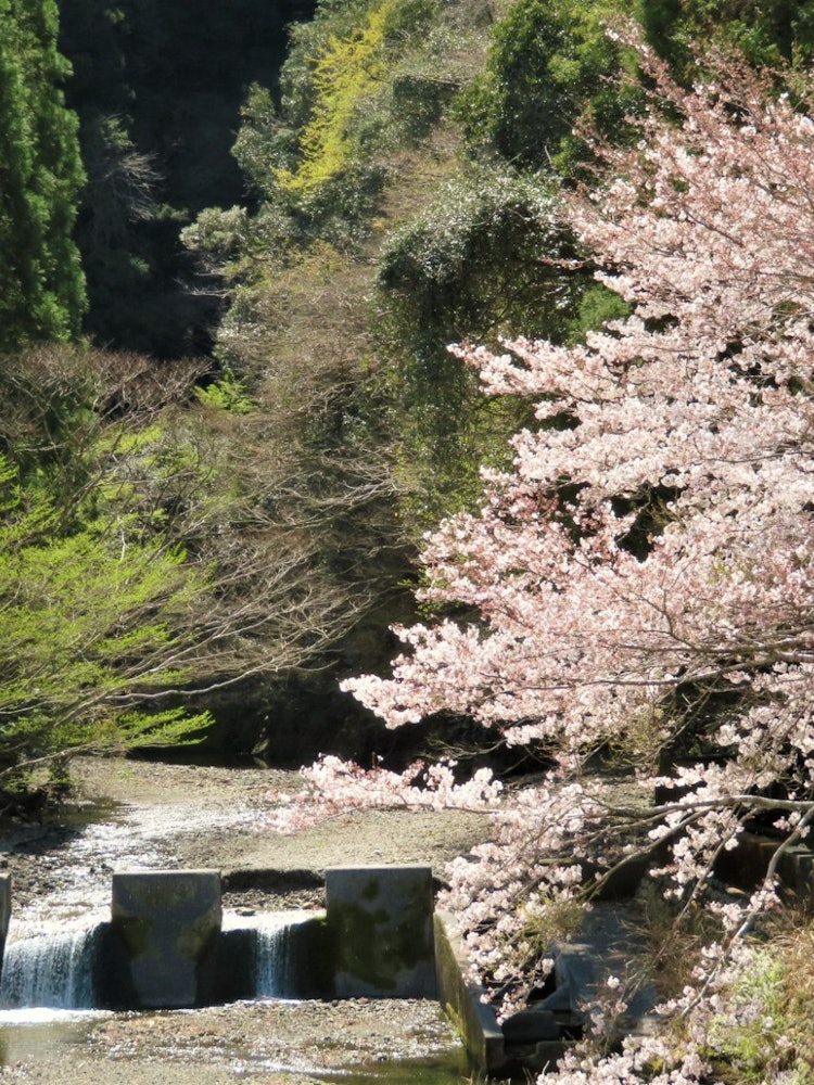 [相片1]這是靜岡縣三倉區森町三倉川沿岸拍攝的櫻花照片。