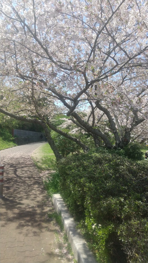 [Image1]Chiba Prefecture Tateyama City Cherry blossoms in Shiroyama Park　I had been sick for a long time and