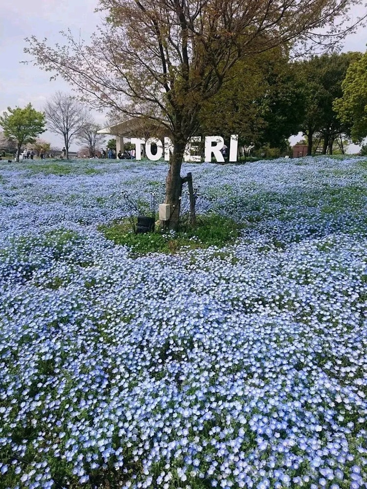 [Image1]It is Toneri Park in Adachi Ward, Tokyo. Nemohyra was blooming profusely.