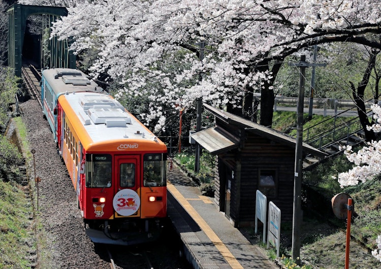 [相片1]今年春天，我在岐阜县的樽见铁道日向站拍了这张照片。 这一天，天正值盛开，我把启动车和小樱放上去，拍了一张照片。