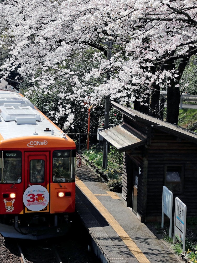[Image1]I took this photo at the Tarumi Railway Hinata Station in Gifu Prefecture this spring. On this day, 