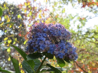 [Image2]Hydrangeas that have passed the summer and welcomed autumnTurning into an antique color over timeIt 
