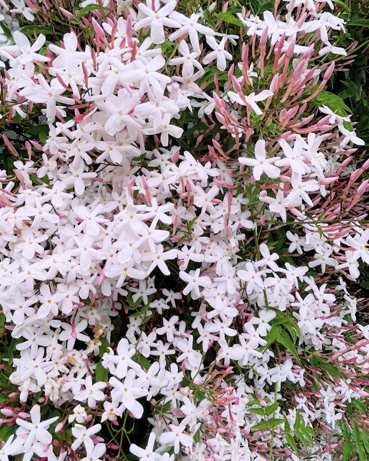 [相片1]攝於 24 年 4 月 27 日。在稻荷神社附近，我發現了一朵茉莉花。我真的很喜歡茉莉花的香味。