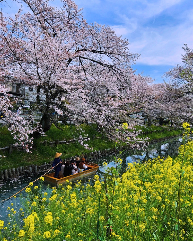 [이미지1]4/11/24 촬영.가와고에 히카와 신사 뒤편에는 신가시 강의 명예 벚꽃입니다.