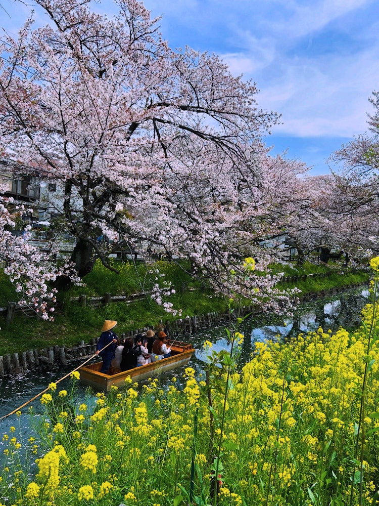 [画像1]24年4月11日撮影。川越氷川神社裏、新河岸川の誉桜です。