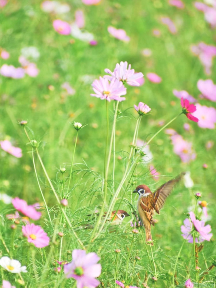 [Image1]During my visit to hitachi seaside park I noticed a pair of sparrow were enjoying their time in the 
