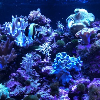 [Image1]Some more photos from the Shinagawa Aquarium since I wasn't able to post them all yesterday.I have a