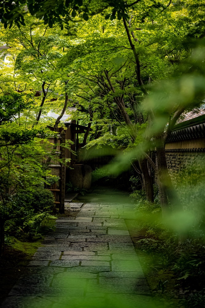 [相片1]这是福冈县福冈市乐水园的作品。新鲜绿色植物变得美丽的季节...这些地方的绿色植物看起来很漂亮。关于福冈乐水园福冈乐水园是日本最美丽的花园之一。 这个花园由黑田长政在江户时代建造，已有约300年的历史。