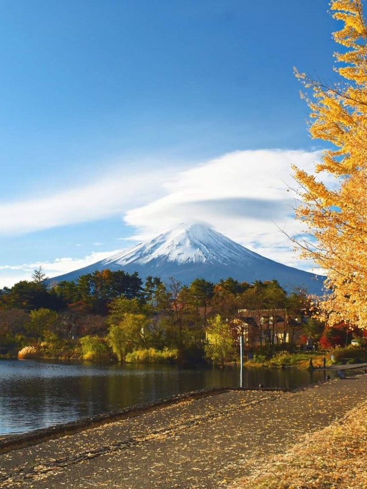 [相片1]我有几次看到有枫叶的富士山，但这是我第一次看到富士山有银杏树，这也是富士山上空有透镜状云的时候。整个气氛非常棒。这张照片是从河口湖的大池公园拍摄的。积雪覆盖的富士山，荚状云，银杏树和河口湖，除了这个，