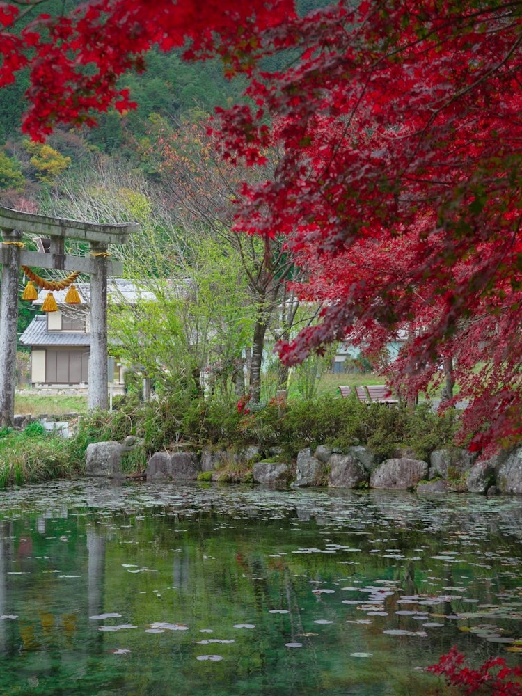 [Image1]Monet's pond in Seki in Gifu Prefecture is one of the places I would like to see again after corona 