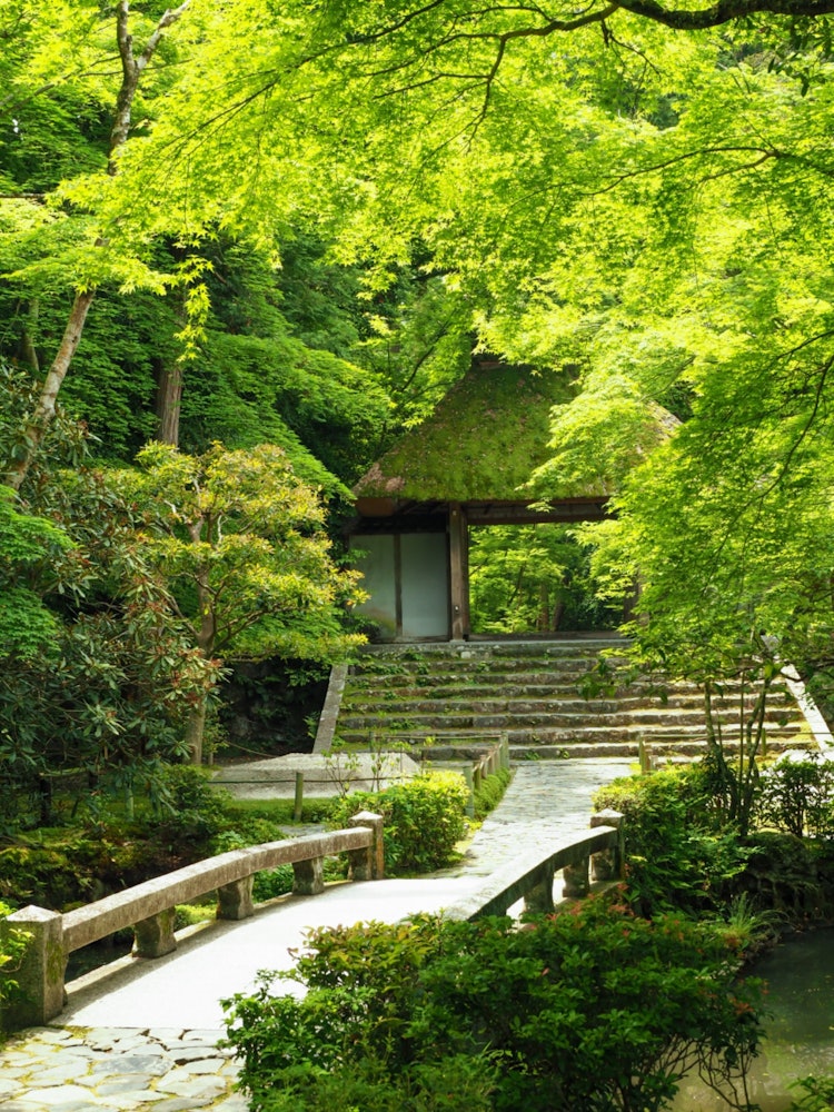 [Image1]. . 𖥧 𖥧 𖧧 ˒˒. .Hōran-in KyotoVerdurekyotojapan hounenin bluemaple artofjapan japantravel histrip_jap
