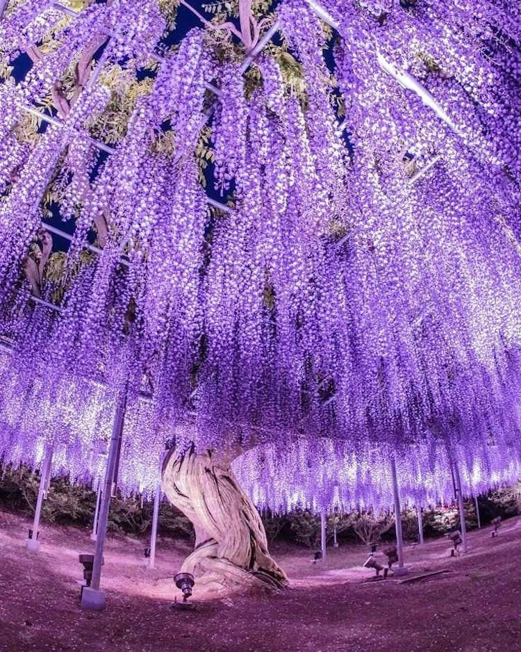 [画像1]栃木県足利市にありますあしかがフラワーパークの藤の花です幻想的な紫の世界💜藤の香りに包まれながら圧巻の春の彩りを楽しむことが出来ました😍✨とても美しかったです😃✨✨✨