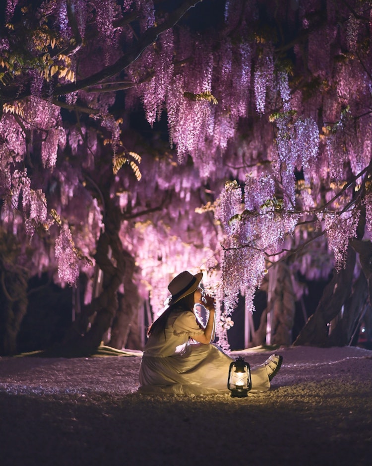 [이미지1]세라후지엔, 세라, 히로시마(히로시마의 추천 명소)#세라후지엔 👈 @serafujipark Serafujien의 일루미네이션에서 찍은 사진 📸 1장후지 꽃도 만개하여 일루미네이션을