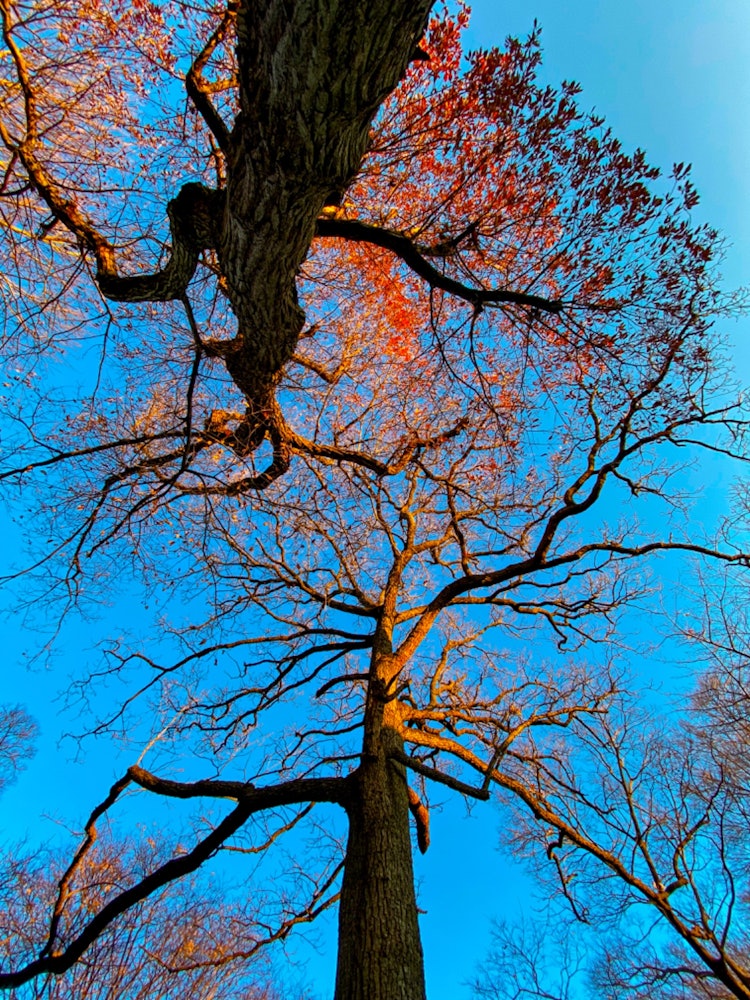 [相片1]2023年1月8日清晨晴朗 -1°C科普斯的每日记录感谢您的观看。它记录了自然和树木的变化。#森林 #秋叶 #摄影 #自然 #早晨 #光 #阴影 #颜色 #四季