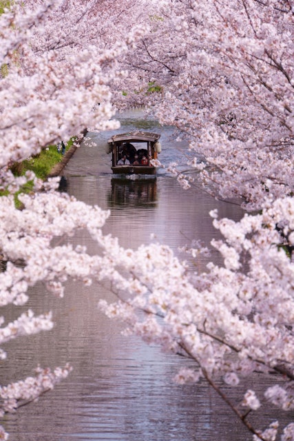 [画像1]京都伏見の運河「宇治川派流」の桜並木です。十石船に乗って桜見物が出来ます。