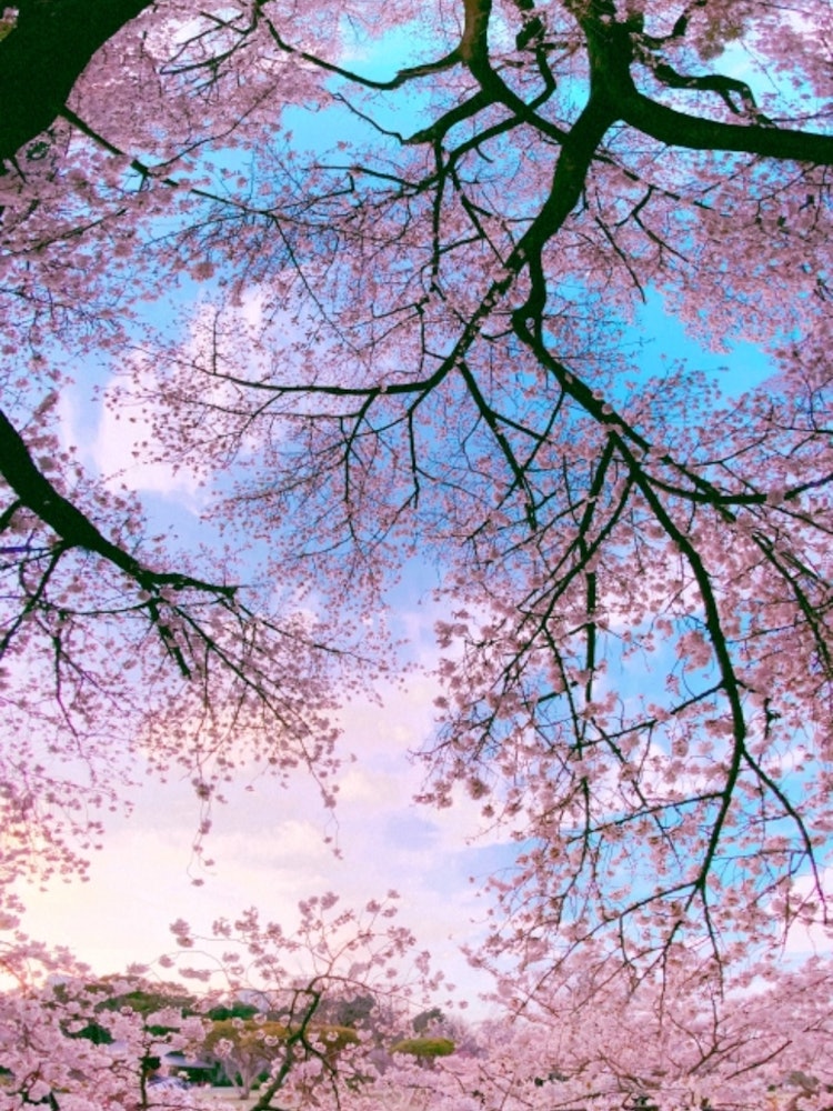 [画像1]新宿御苑の桜の中に入って撮りました。地面が2つある変わった写真です！