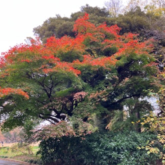 [이미지2]이번에는 시즌이 끝나기 전에 단풍을 보러 신주쿠 교엔에 다시 갔다. 공원은 내가 생각했던 것만 큼 아름다웠다. 일부 색상도 너무 생생해서 정말 좋았습니다. 공원은 멋지고 조용했고 