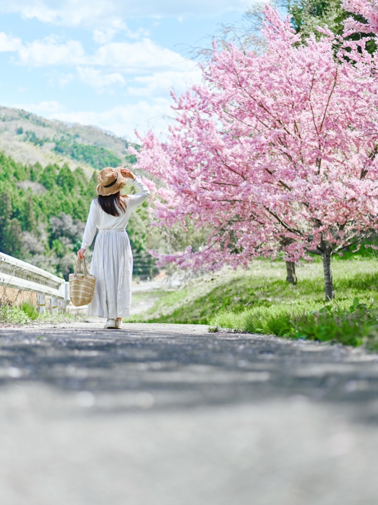 [Image1]Sera, HiroshimaOne photo 📸 taken from the path next to the cherry blossom treeMany small cherry blos