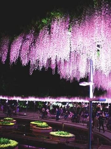 [画像1]足利フラワーパークです。藤の花の非常に有名な観光指定です。2014年にはCNNトラベルチャンネルの夢の目的地に選ばれました。