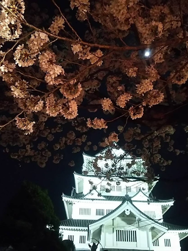 [画像1]千葉城の夜桜