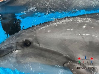 [이미지2]다시 한 번 우리가 가장 좋아하는 돌고래 사육사 사진을 소개하고 싶습니다!지난번 소개 한 #코코아에 이어 이번에는 병코 돌고래 #우유입니다 🍼해양 공원에서 가장 베테랑 돌고래입니다