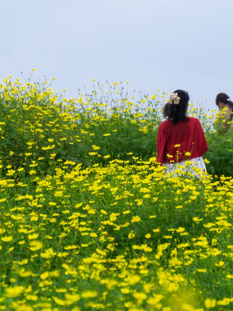 [Image1]A young woman is happily strolling through the yellow cosmos that bloomed on the flower hill of Show