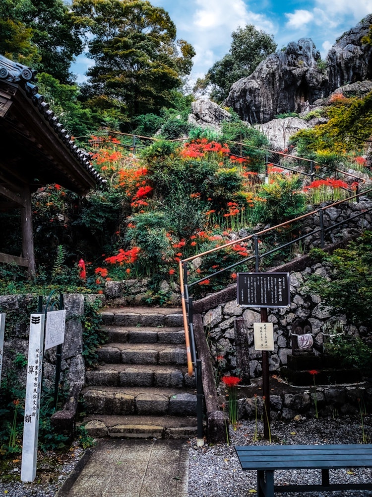 [画像1]階段の回りに咲く彼岸花が素敵すぎるお寺です。 私のお気に入りの場所です。岐阜県大垣市　明星輪寺2022/10Shot on iPHONE 11 PRO